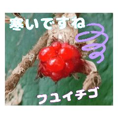 [LINEスタンプ] 初冬のお花で ご挨拶