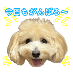 [LINEスタンプ] まるぷーのはるくーん！②