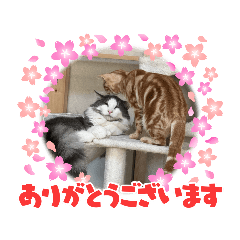 [LINEスタンプ] それぞれあって楽しければ良い