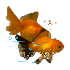 [LINEスタンプ] うちんちの金魚