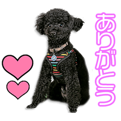 [LINEスタンプ] 松尾家のレオンちゃん