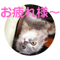 [LINEスタンプ] 我が家の3にゃん④