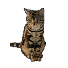 [LINEスタンプ] はるちゃん猫スタンプ【アメショ】