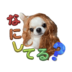 [LINEスタンプ] おしゃべりワンコtalking dog