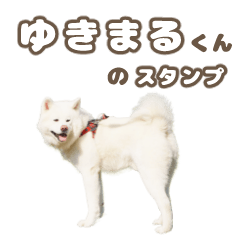 [LINEスタンプ] ゆきまるくん スタンプ