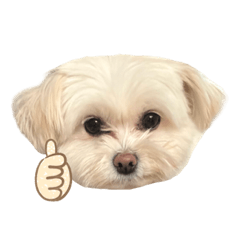 [LINEスタンプ] とうふの使いやすいスタンプ