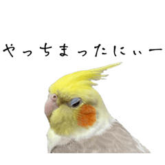 [LINEスタンプ] NEOなオカメインコ