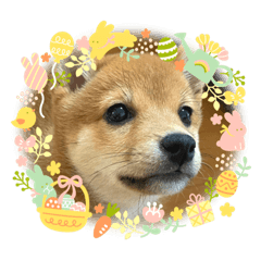 [LINEスタンプ] 豆柴朔ちゃん