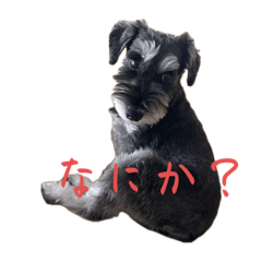 [LINEスタンプ] かーぼ君