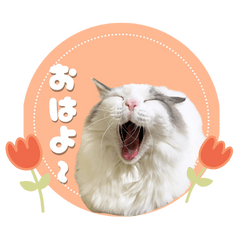 [LINEスタンプ] やる気のないラグドールルイちゃん