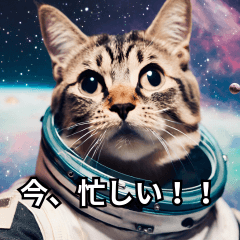 [LINEスタンプ] 可愛い猫で日常会話を楽しむ