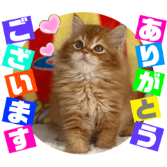 [LINEスタンプ] ねこまーち クリスタルプリンス君