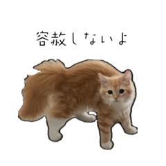 [LINEスタンプ] ささみデスゥ