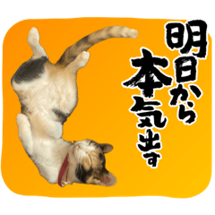 [LINEスタンプ] 三毛猫ちくわ