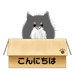 [LINEスタンプ] うちのポメラニアンスタンプだよ