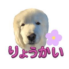 [LINEスタンプ] ピレニーズの小太郎