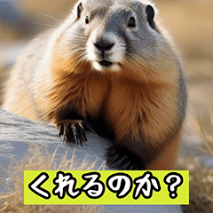 [LINEスタンプ] 気まぐれなマーモット