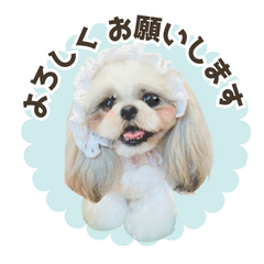 [LINEスタンプ] 【シーズー犬】プリンセスAko