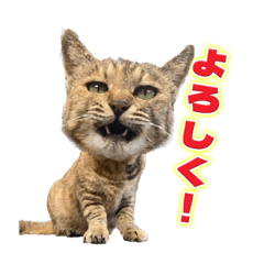 [LINEスタンプ] ひろねこ Cat and Talkの愉快な仲間たち