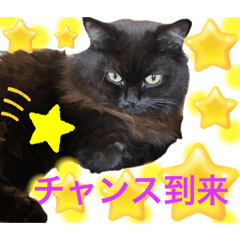 [LINEスタンプ] 黒猫 ルナ院長130にゃんめ