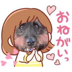 [LINEスタンプ] 天才！！f1labradoodleばぶ君 3。