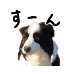 [LINEスタンプ] ボーダーコリーのこりたん4の画像（メイン）