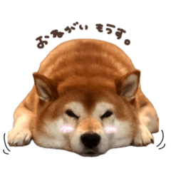 [LINEスタンプ] 柴犬のリュウ君☆スタンダード