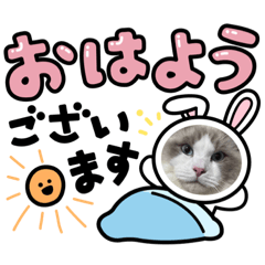 [LINEスタンプ] 安住さん家のにゃんこ