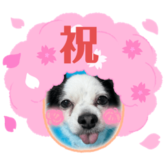 [LINEスタンプ] おめでとうチワワ