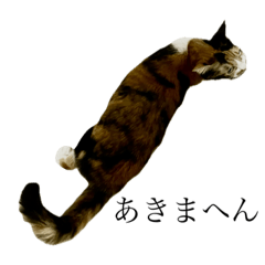 [LINEスタンプ] コロツカタイガー