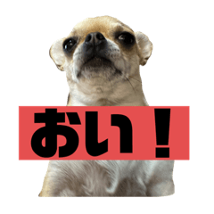 [LINEスタンプ] 筋肉チワワ〜あずき〜