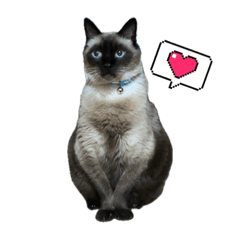 [LINEスタンプ] あまりにも顔が黒いねこ