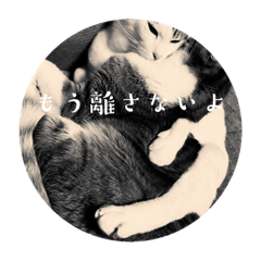 [LINEスタンプ] 猫を通してラブラブを伝えてしまえ