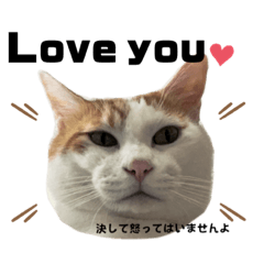 [LINEスタンプ] 怒っていると思われがちな猫と人間へ英語編