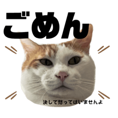 [LINEスタンプ] 怒っていると思われがちな猫と人間用日本語