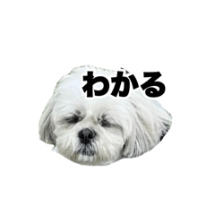 [LINEスタンプ] しろの使えるスタンプ