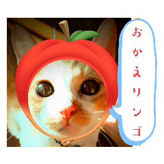 [LINEスタンプ] ニャンちゃってはなちゃん6