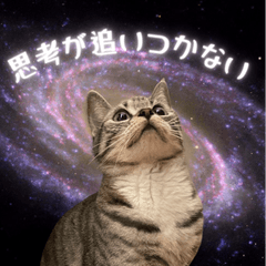 [LINEスタンプ] Aru's cats sticker
