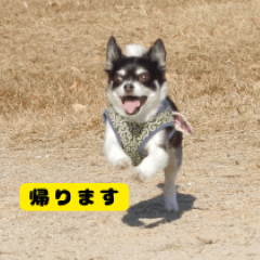 [LINEスタンプ] 愛犬チワワの内蔵助のスタンプ