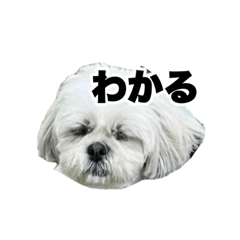 [LINEスタンプ] しろきんの使えるスタンプ