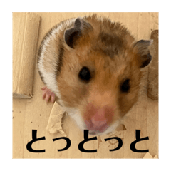 [LINEスタンプ] 佐賀弁！