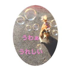 [LINEスタンプ] カワイイ❤️シェルティー