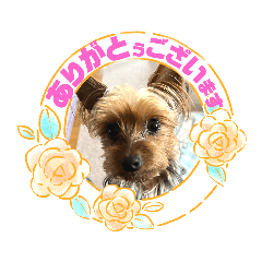 [LINEスタンプ] 我が家の嵐(ran)くん①