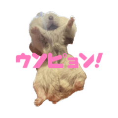 [LINEスタンプ] ちたまとウェビー♡