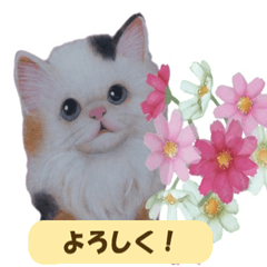 [LINEスタンプ] 大人可愛い手描き猫スタンプ・お花チャーム