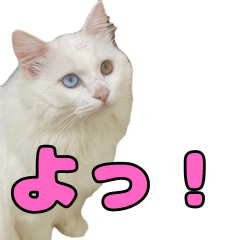 [LINEスタンプ] ツンねこマイちゃん