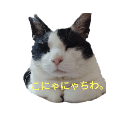 [LINEスタンプ] 元野良猫きびまる