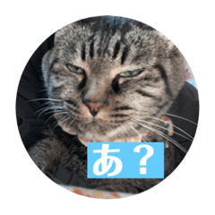 [LINEスタンプ] みーちゃんチャンネル's