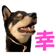 [LINEスタンプ] 黒柴ふく4
