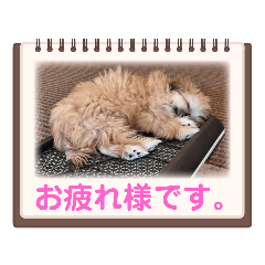 [LINEスタンプ] チャピ0728